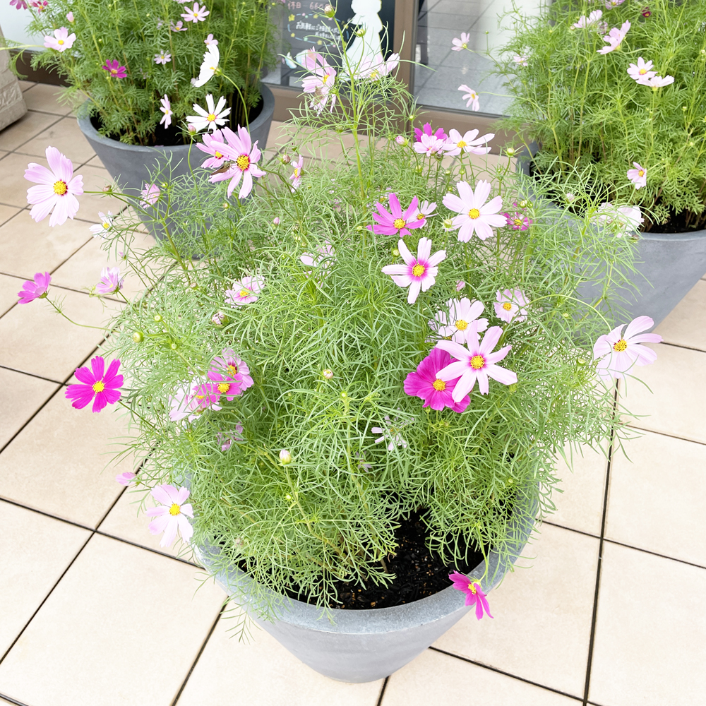 校舎前が秋のお花になりました♪